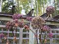 Purple or Korean Angelica / Angelica gigas